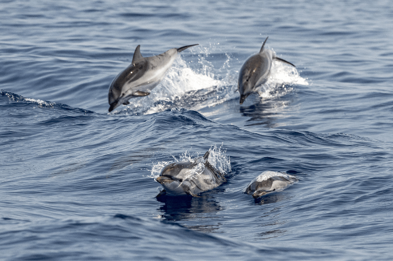 Four dolphins jumping and swimming in the ocean.
