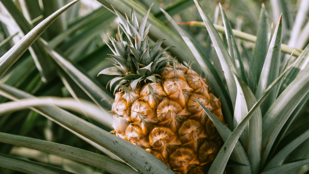 Ripe pineapple growing among green leaves in a garden.