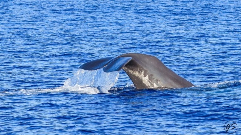 Humpback whale breaching above ocean with splash