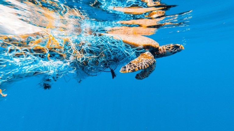 Sea turtle entangled in blue fishing net underwater.