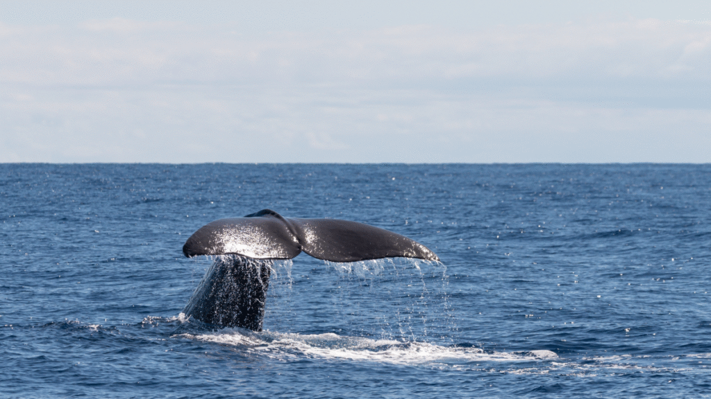 Whale tail above ocean surface with water droplets against blue sky.