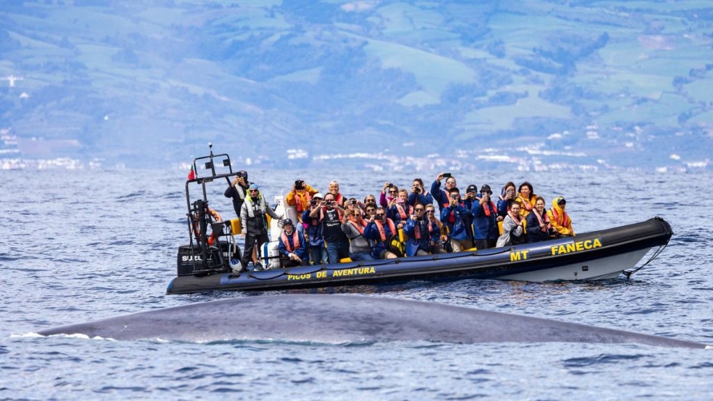 Group on boat watching a whale's back above water surface.
