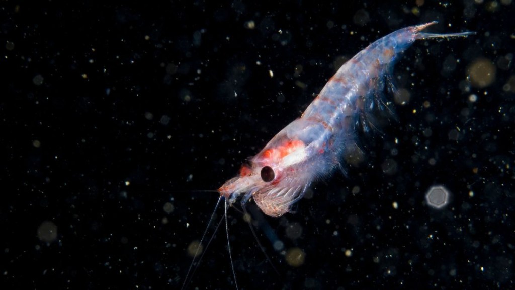 Close-up of a krill against a dark background with particles.