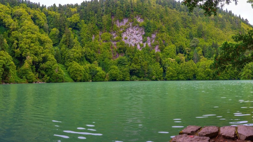Scenic view of a green forest surrounding a tranquil lake.