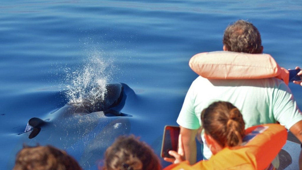 People on a boat watching a whale in the ocean.