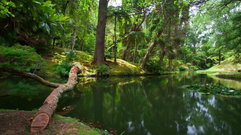 Lush green forest with a calm pond and fallen tree trunk.
