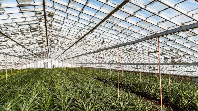 Interior of a greenhouse with rows of plants and a glass ceiling.