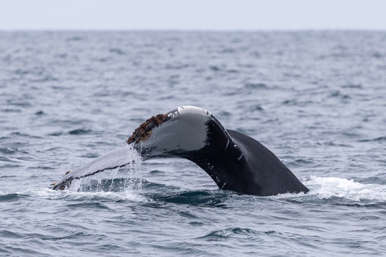Whale tail emerging from the ocean water with barnacles.