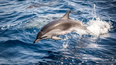 Dolphin leaping out of blue ocean water with splash.