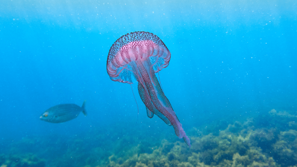 Pink jellyfish swimming in blue ocean with blurred fish and seaweed.