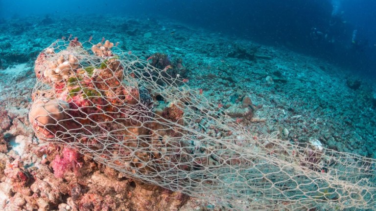 Underwater coral entangled in a fishing net on the ocean floor.