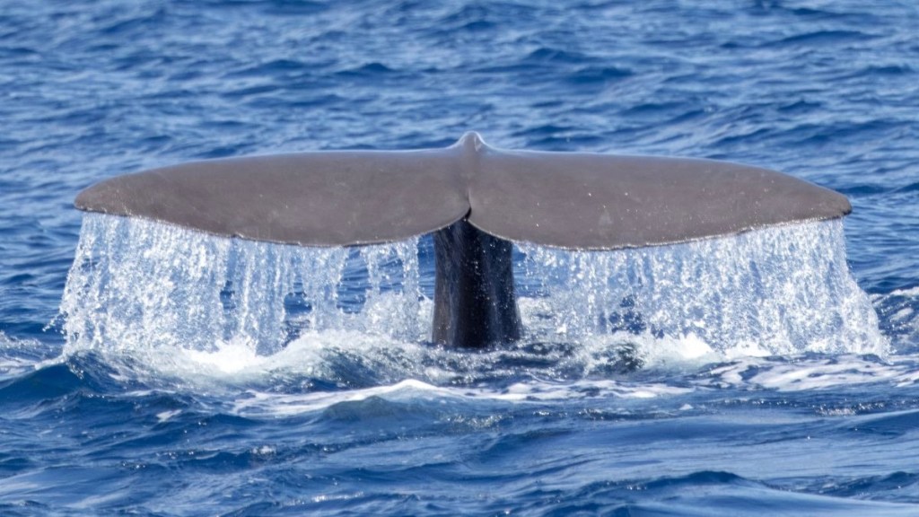 Whale tail emerging from the ocean with water cascading off it.