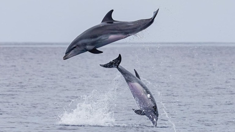 Humpback whale breaching above ocean with splash