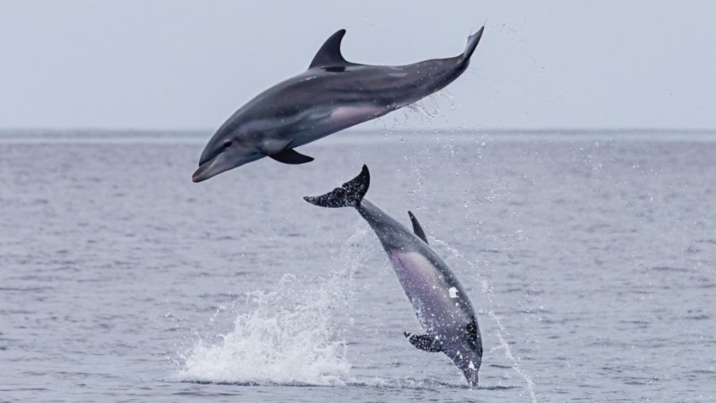 Two dolphins jumping out of the ocean water against a gray sky.