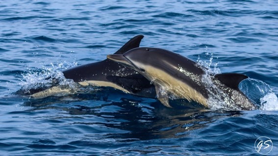 Two dolphins swimming in blue ocean water.