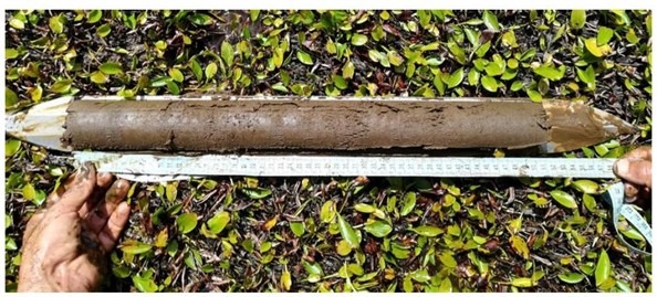 Hands measuring a soil core sample on grass with a ruler.