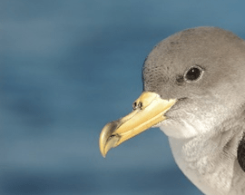 Close-up of a seabird with a yellow beak against a blue background.