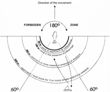 Illustration of approach limits to cetaceans with zones and distances.