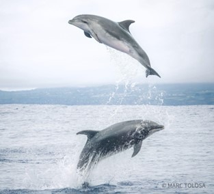 Two dolphins leaping out of the ocean against a cloudy sky.