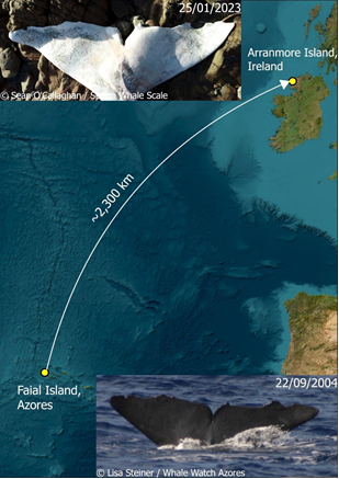 Map from Faial Island to Arranmore Island with whale photos. Distance ~2,300 km.