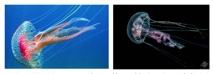Two colorful jellyfish swimming in blue and dark backgrounds.