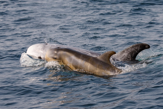 Two dolphins swimming in the ocean, partially submerged.