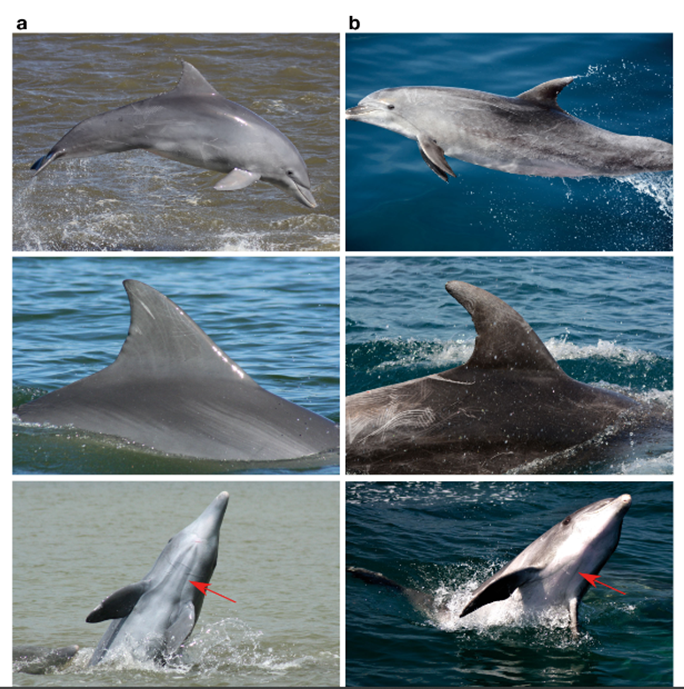 Two dolphins jumping, two dorsal fins, and two dolphins with arrow pointing to belly area.