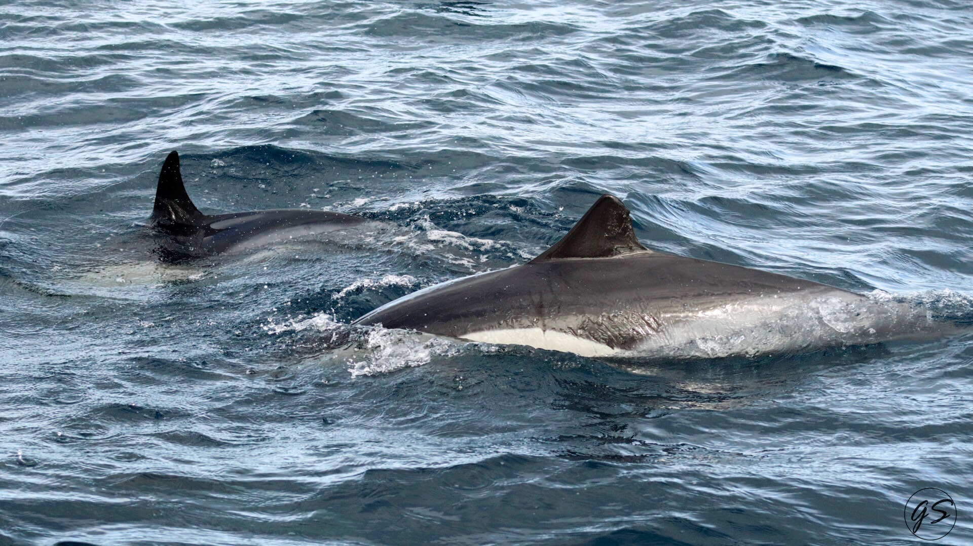 Two dolphins swimming close to the water surface.