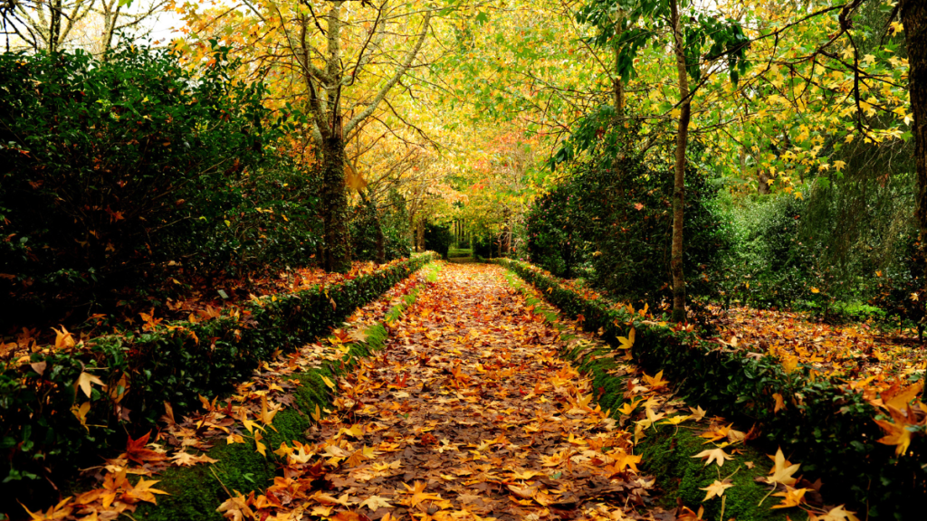 Pathway covered in colorful autumn leaves with trees on both sides.