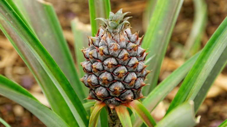 Young pineapple growing on a plant with green leaves.