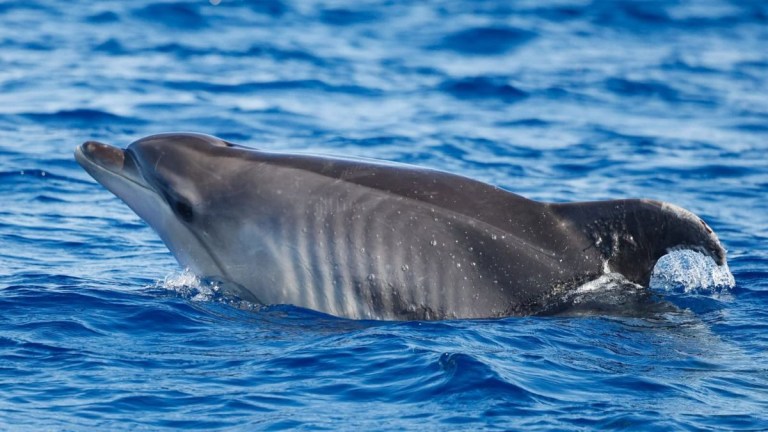 Dolphin swimming in the ocean, partially emerging from the water.