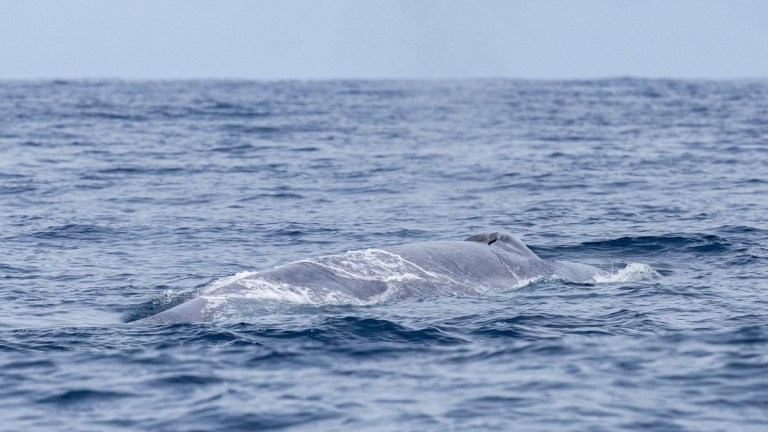 Blue whale swimming at the ocean's surface under a clear sky.