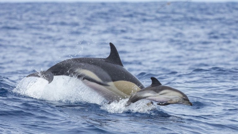 Two dolphins jump in the ocean, creating splashes on the water surface.