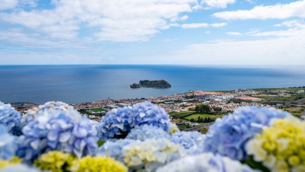 Blue and yellow hydrangeas overlooking a coastal town and large body of water.