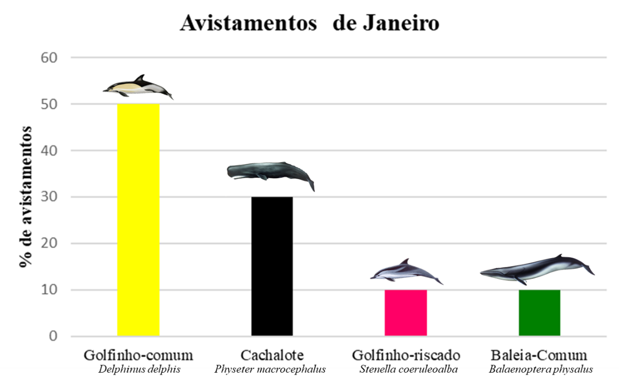 Bar chart of January sightings: common dolphin, sperm whale, striped dolphin, common whale.