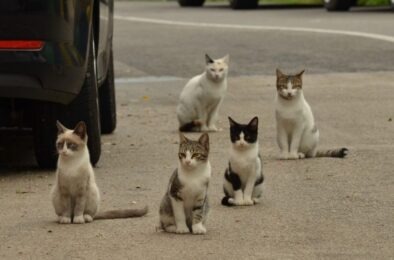 Five cats sitting on a road near a parked car.