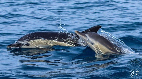 Two dolphins swimming close together in the ocean.