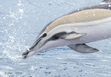 Dolphin swimming through splashing water in the ocean.