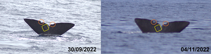 Two whale tails above water with markings, dated 30/09/2022 and 04/11/2022.