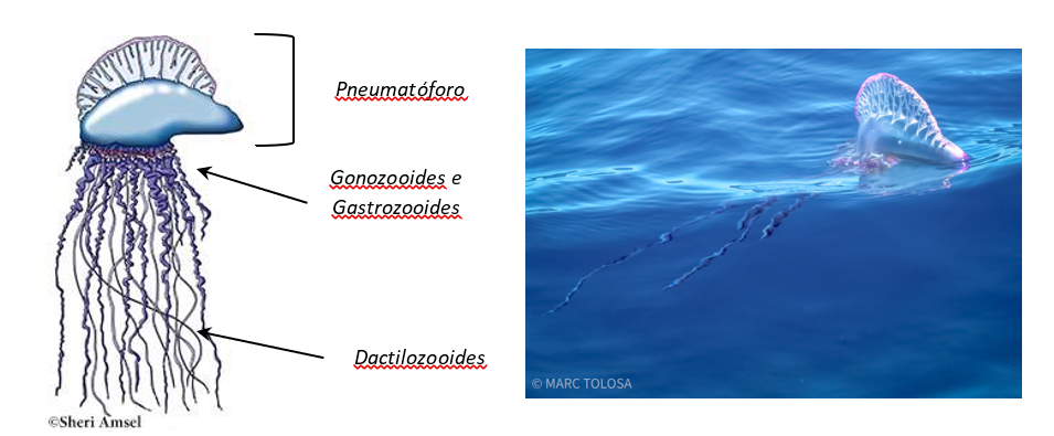 Diagram and photo of a Portuguese man o' war with labeled parts.