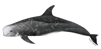 Illustration of a Risso's dolphin with visible scars on a white background.
