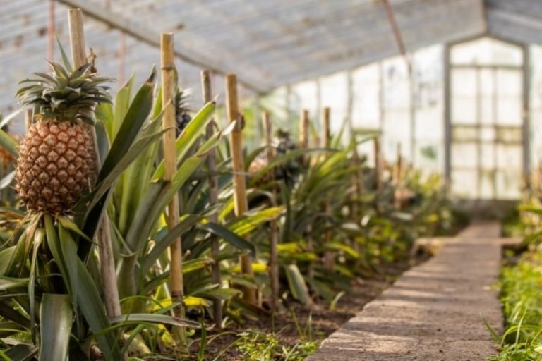 Pineapples growing in rows inside a greenhouse with sunlight filtering through.