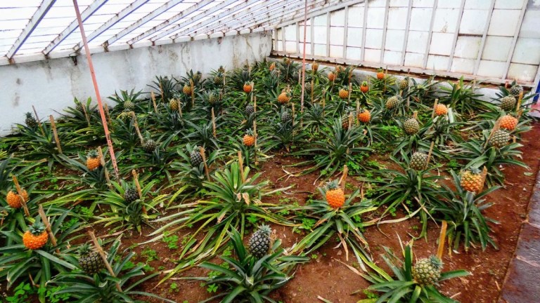 Pineapples growing in a greenhouse with glass walls.