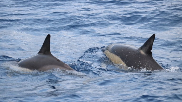 Two orcas swimming side by side in the ocean.