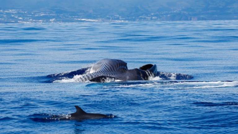 Whale breaching with mouth open near dolphin in the ocean.