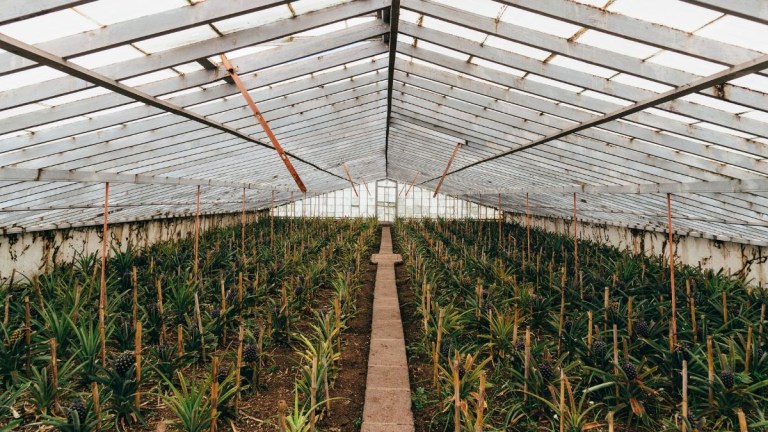 Interior of a large greenhouse with rows of plants and a central walkway.