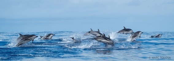 Pod of dolphins leaping through the ocean waves under a cloudy sky.