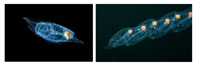 Bioluminescent marine organisms glowing in dark water.