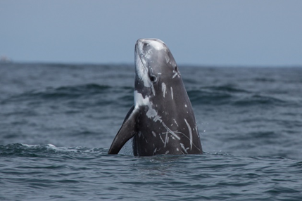 Gray whale breaching vertically from ocean water.