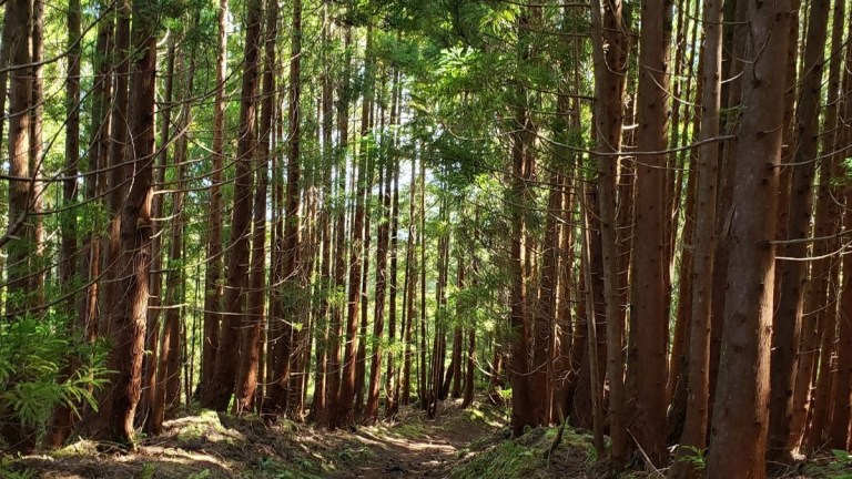 Pathway through dense forest with tall trees and sunlight filtering through.